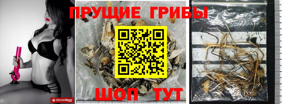 Псилоцибиновые грибы Psilocybine cubensis Бор